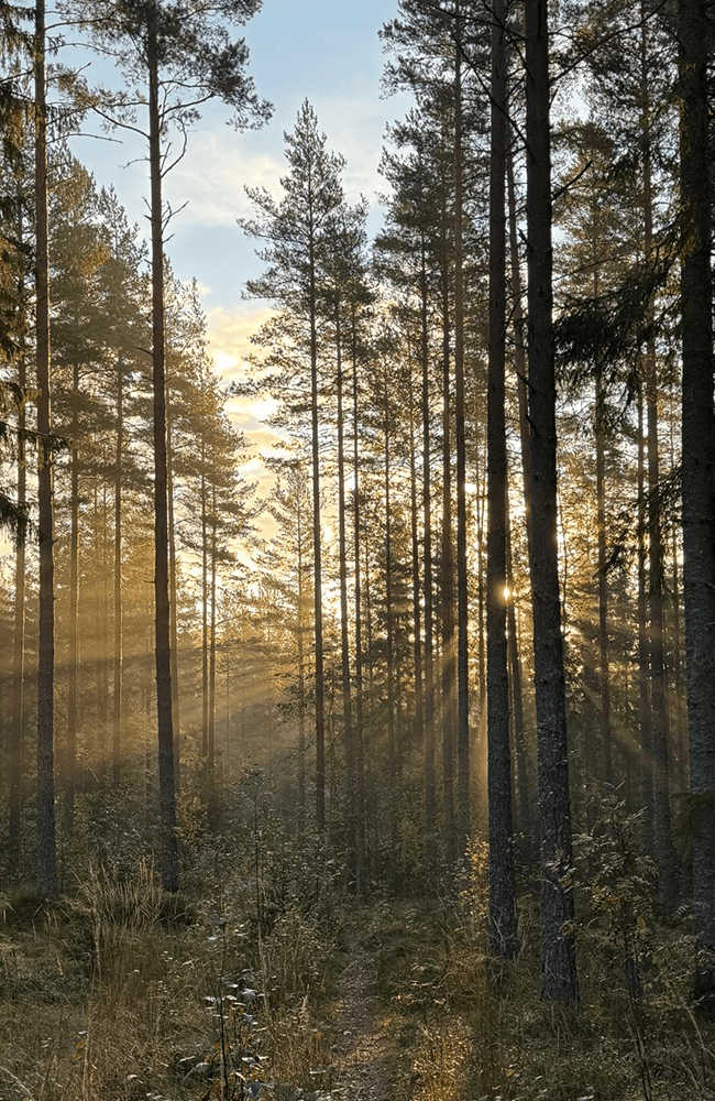 Sonne blickt durch Wald in Schweden